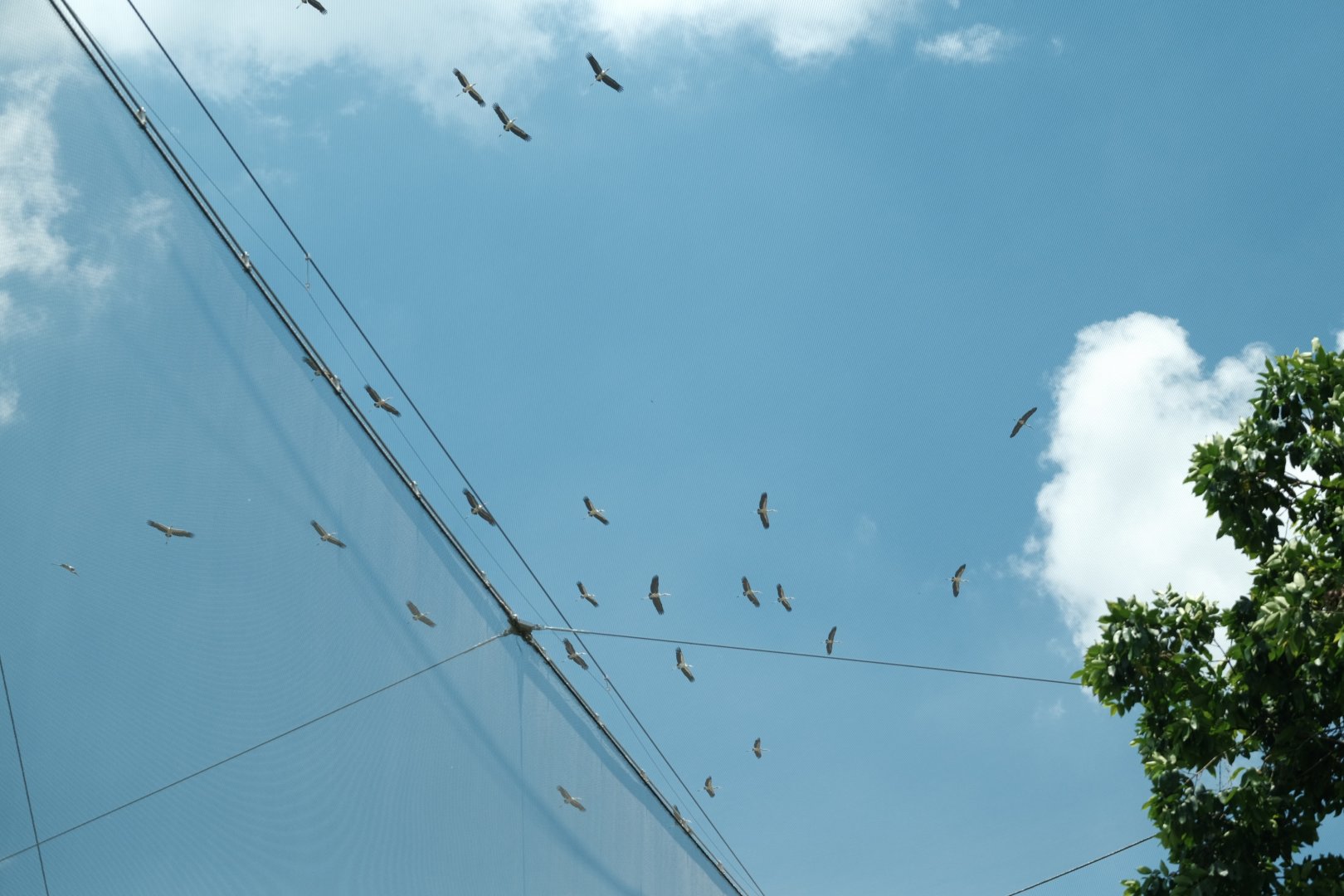 Wild Milky Stork (Mycteria cinerea)