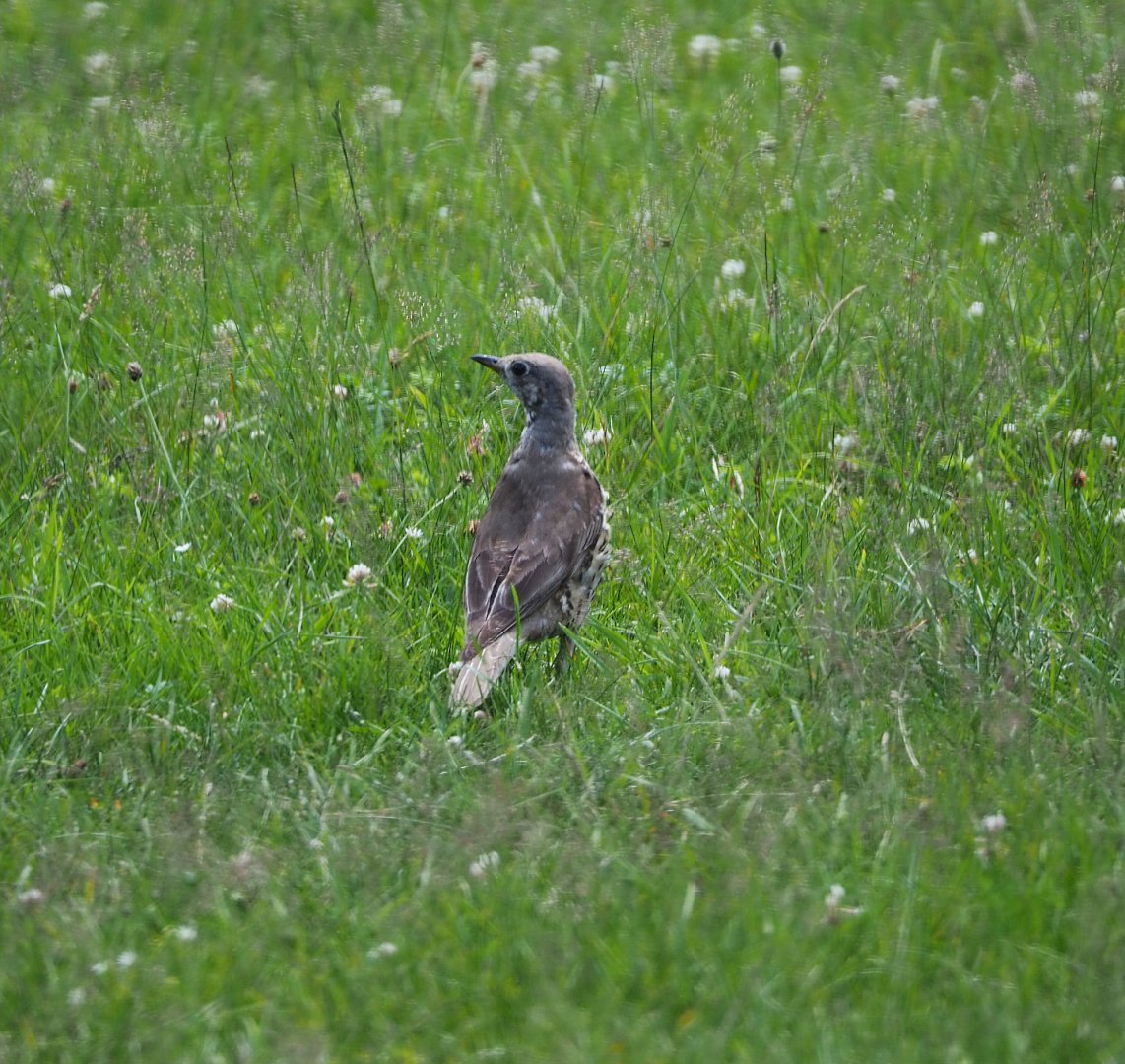 Wild Mistle thrush (Turdus viscivorus), 2020-07-12