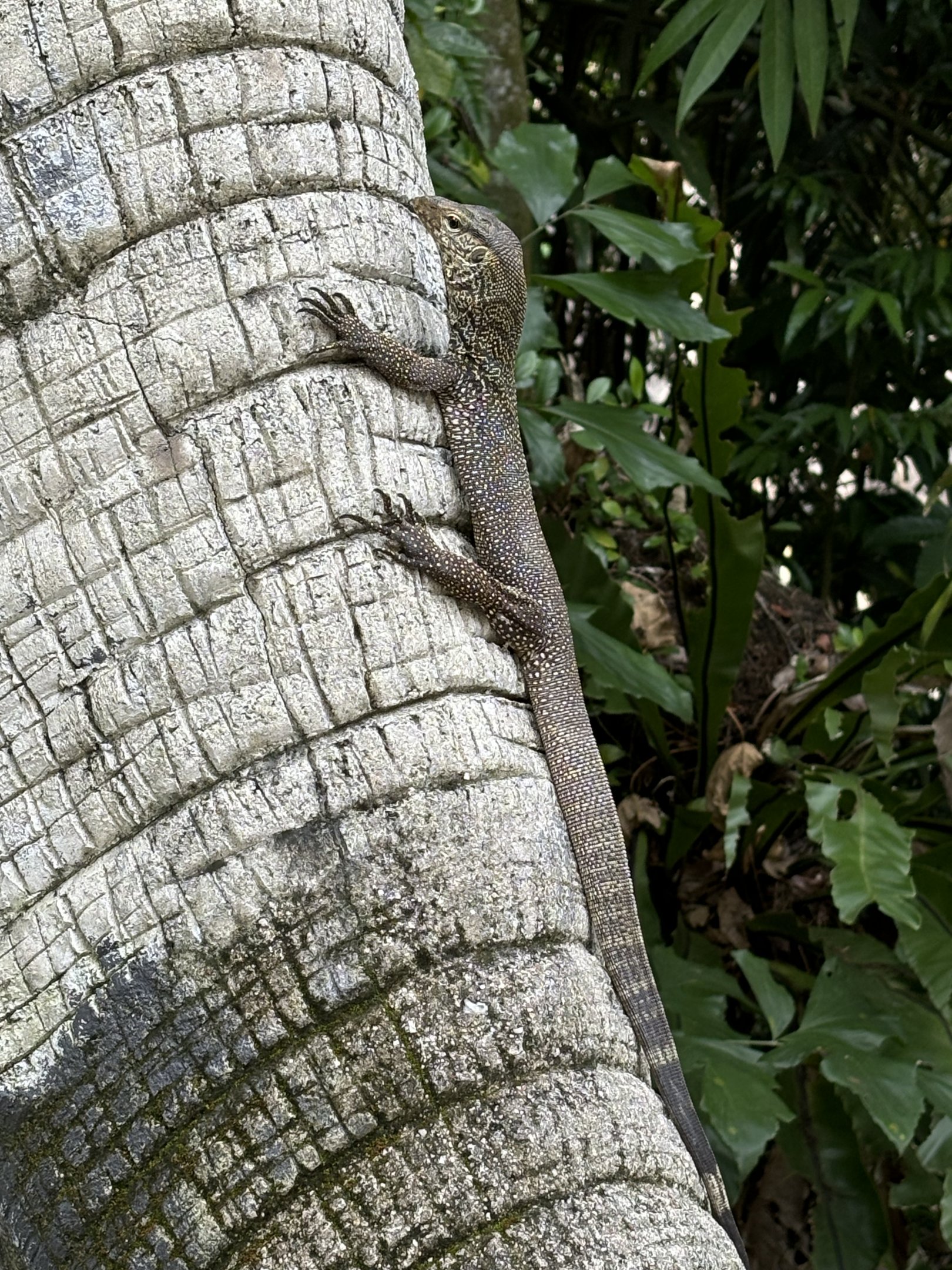 Wild Monitor Lizard on Elephant Statue