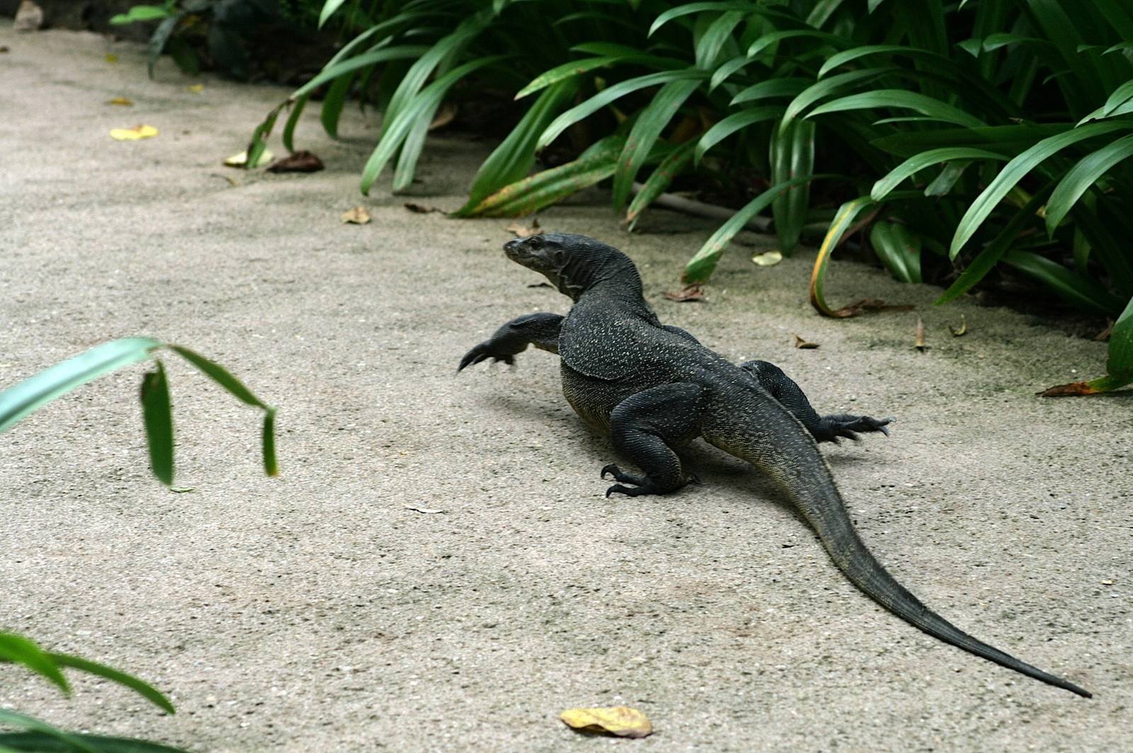 Wild monitor lizard