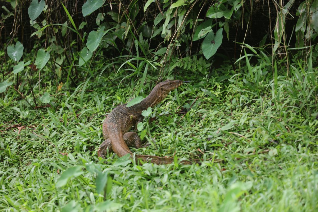 Wild Monitor within the aviary