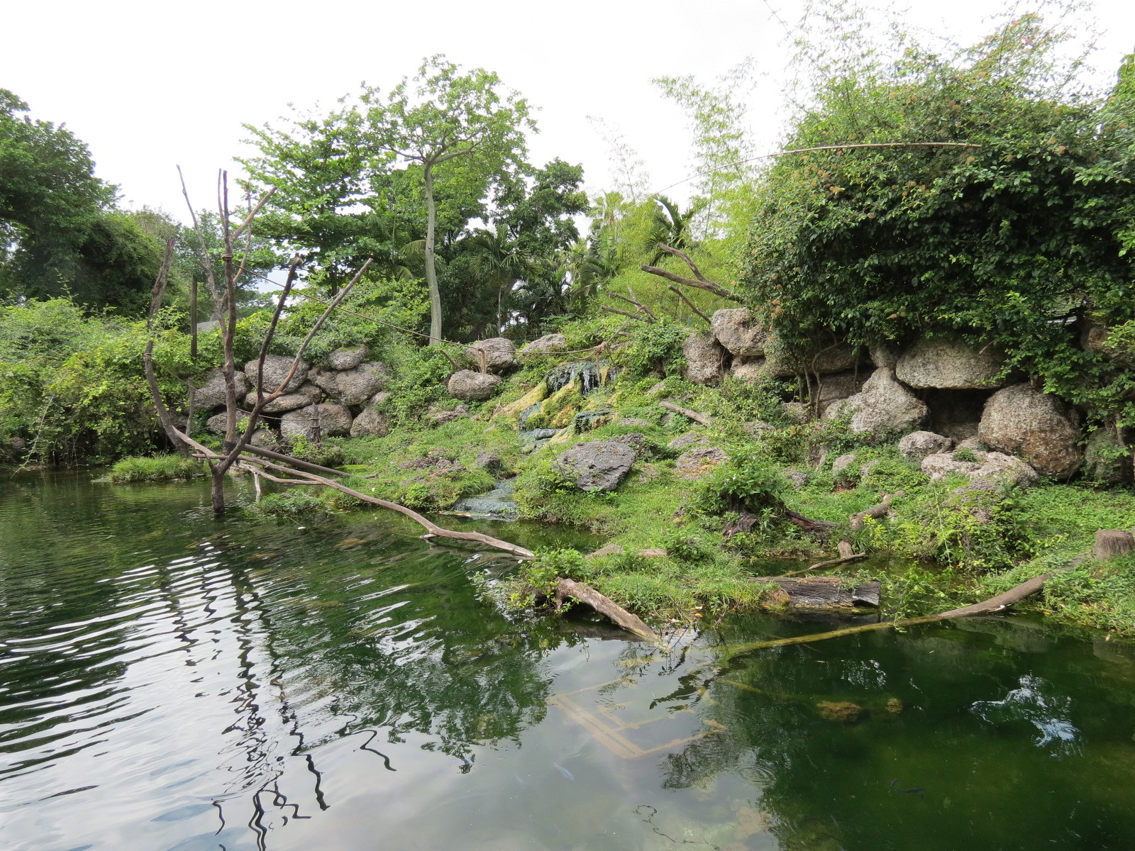 Wild Monkey Swimming Pool (Java Macaque Exhibit) - Pool