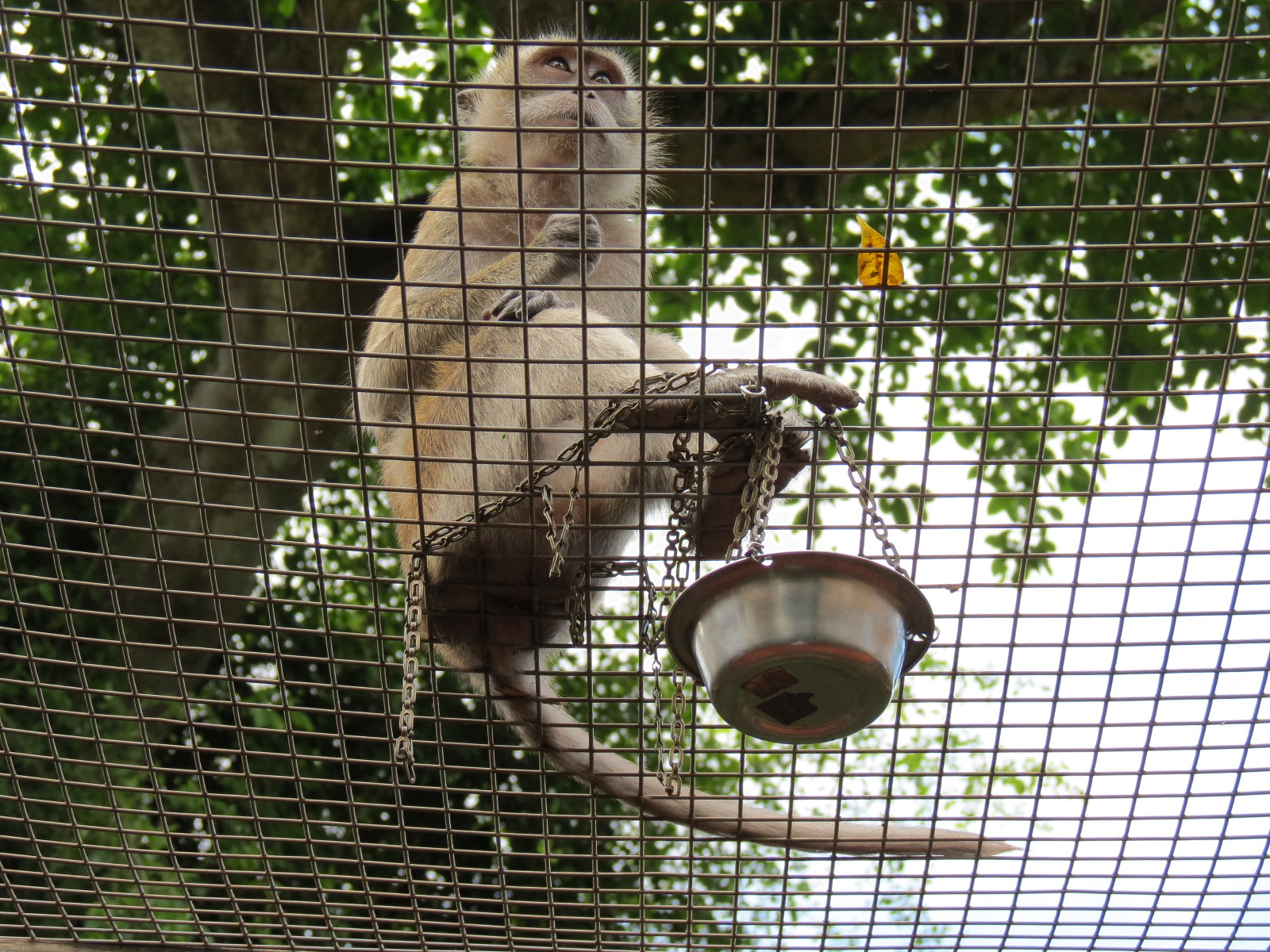 Wild Monkey Swimming Pool (Java Macaque Exhibit) - Treat Cup on Chain for Feeding