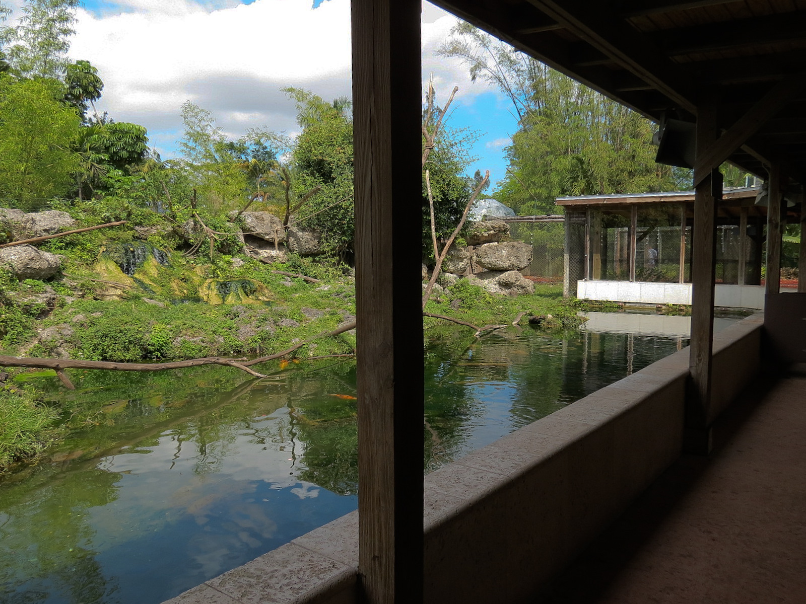 Wild Monkey Swimming Pool (Java Macaque Exhibit) - Viewing Shelter