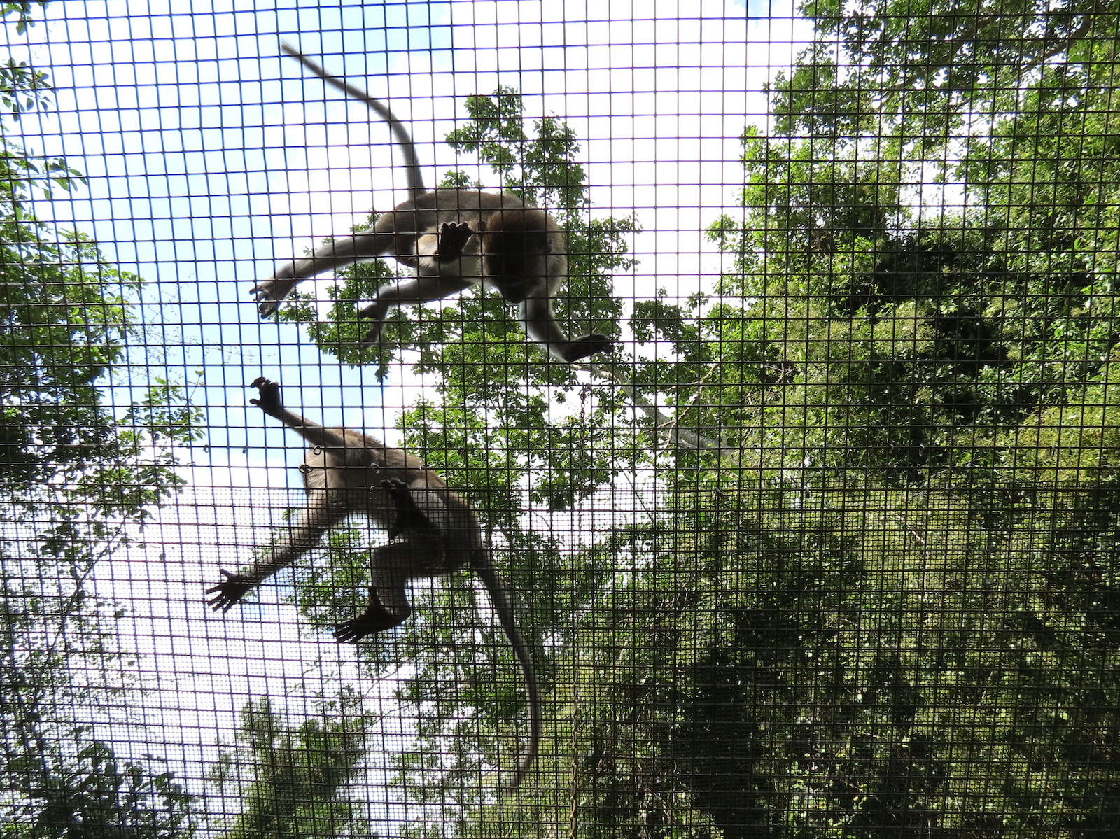 Wild Monkey Swimming Pool (Java Macaque Exhibit) - Visitor Tunnel