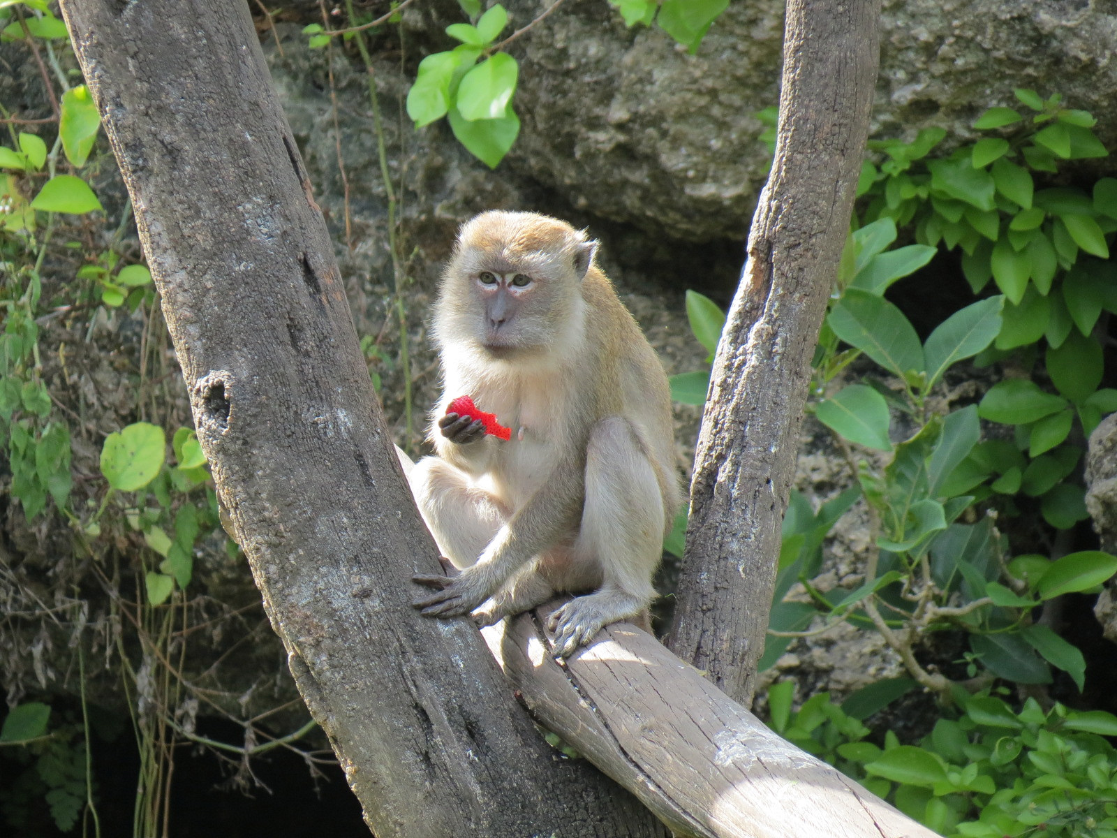 Wild Monkey Swimming Pool (Java Macaque Exhibit)