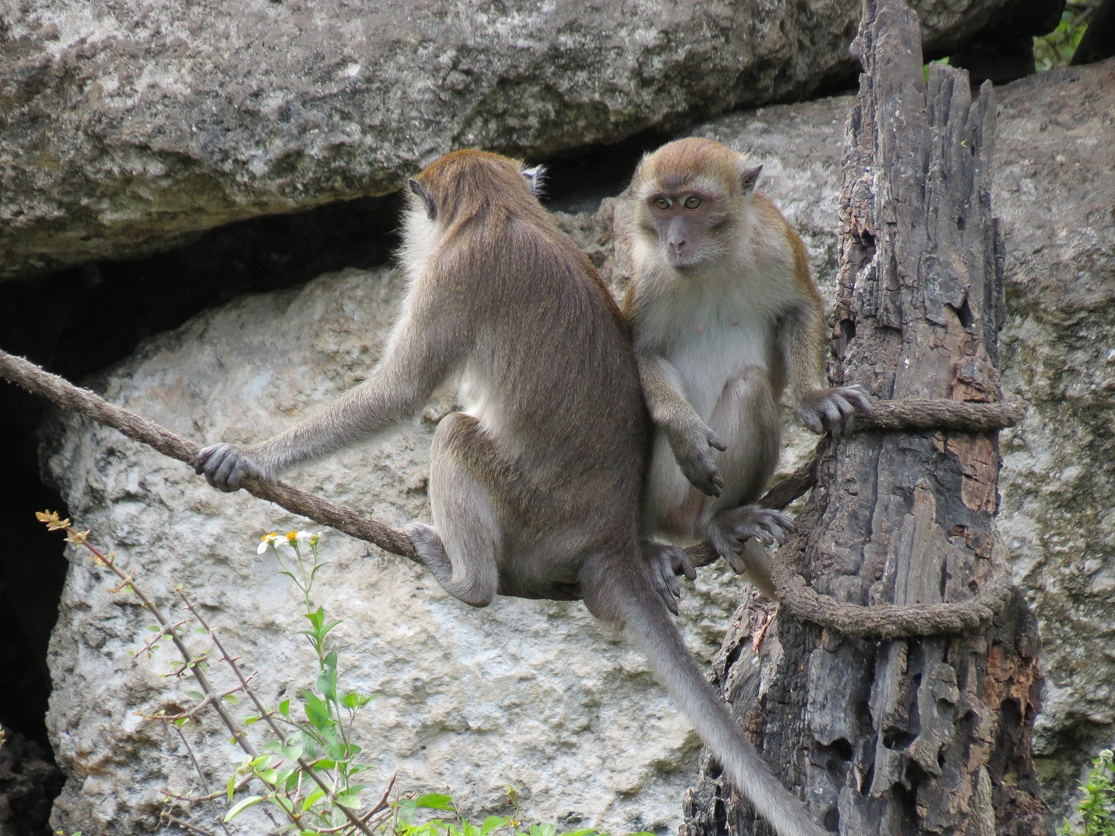 Wild Monkey Swimming Pool (Java Macaque Exhibit)
