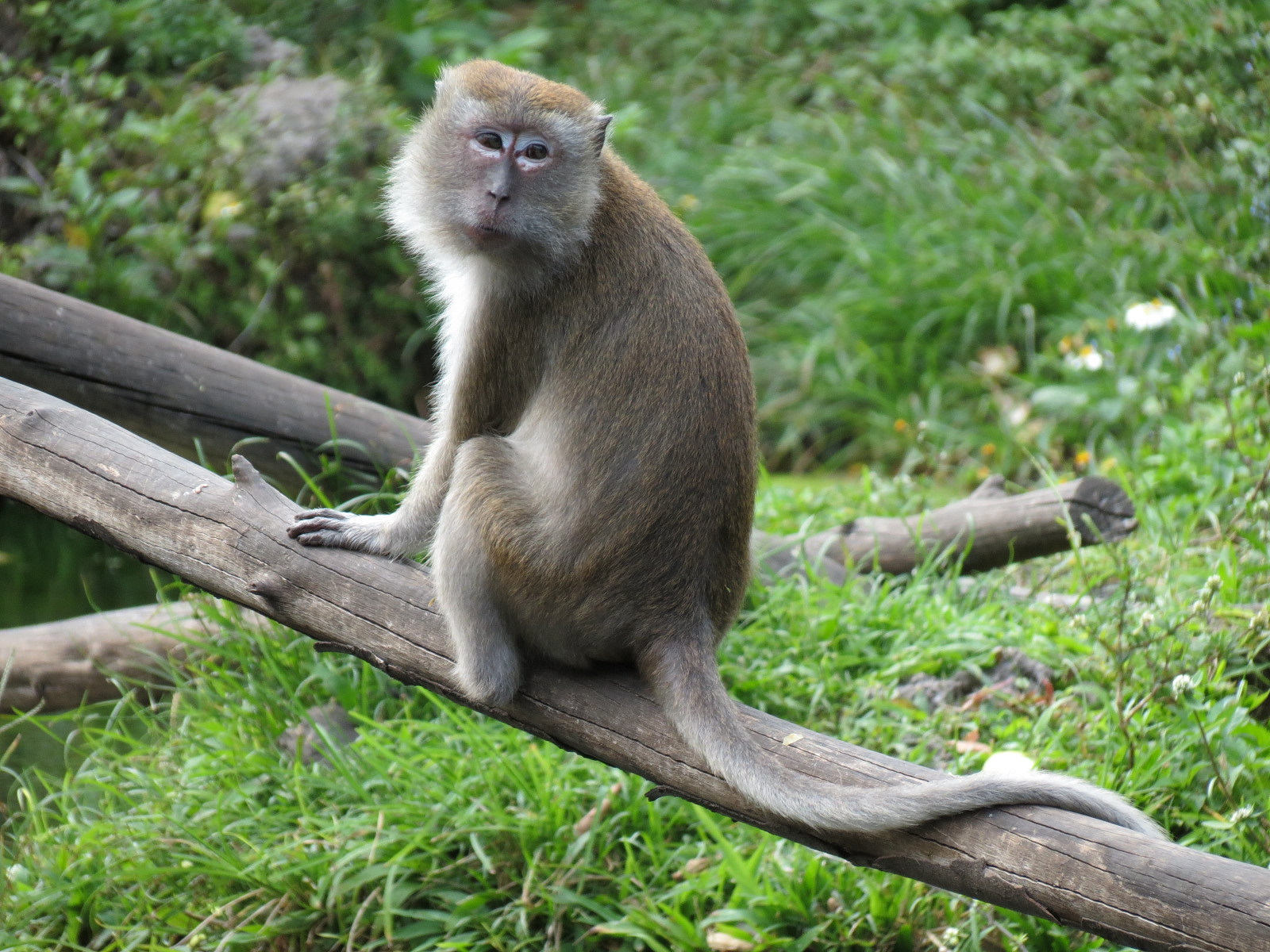 Wild Monkey Swimming Pool (Java Macaque Exhibit)