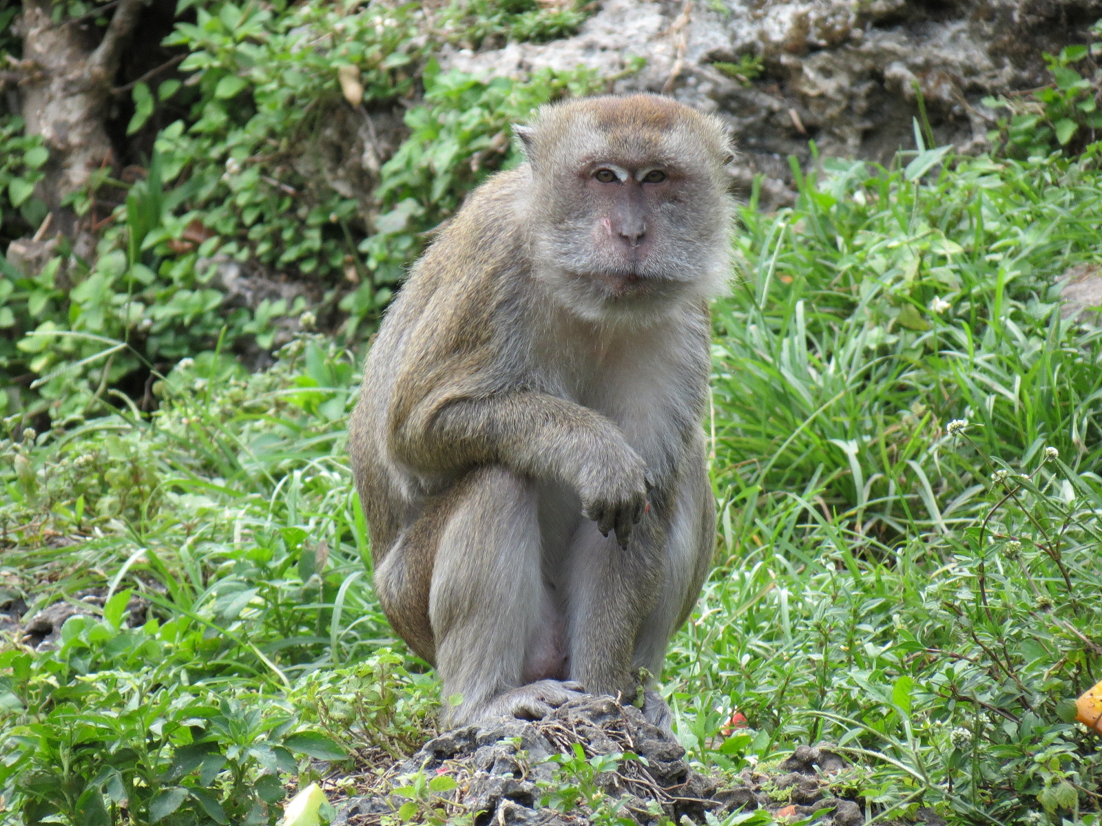Wild Monkey Swimming Pool (Java Macaque Exhibit)