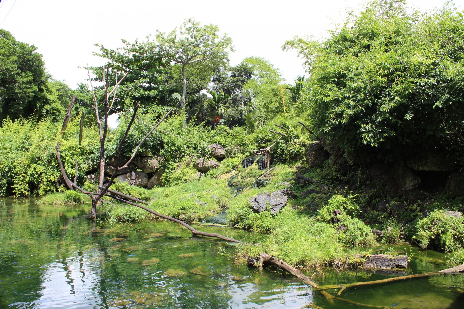 Wild Monkey Swimming Pool (Java Macaques)