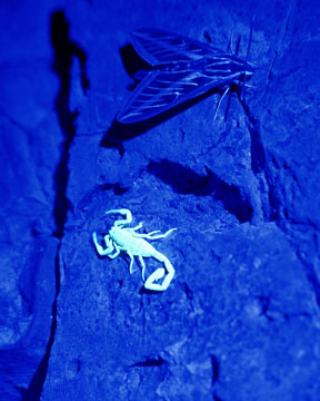 wild moth and scorpion, ASDM