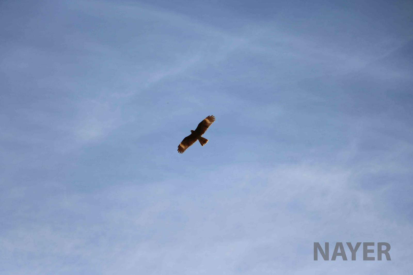 Wild mountain caracara (juvenile), March 2016