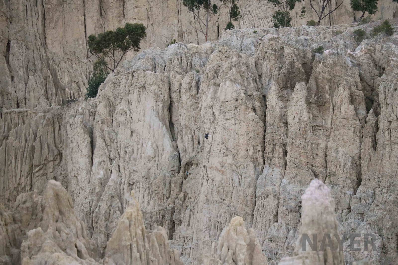 Wild mountain caracara, March 2016