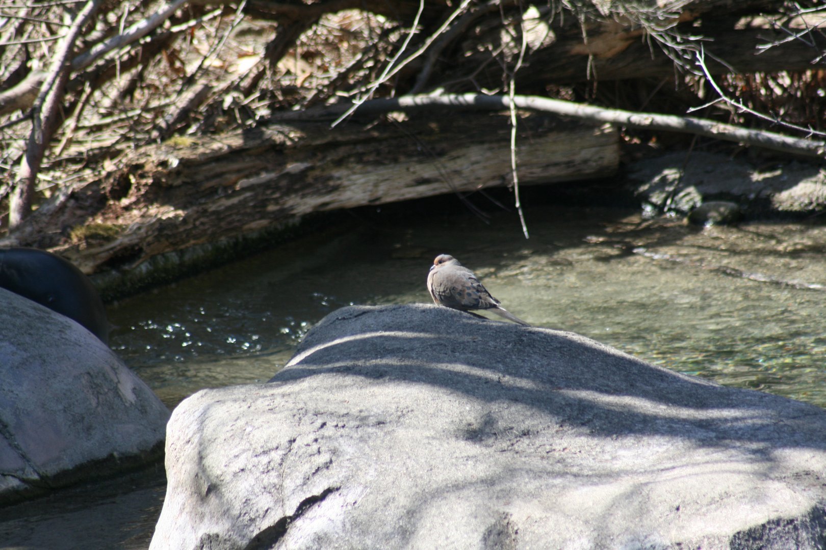 Wild Mourning Dove