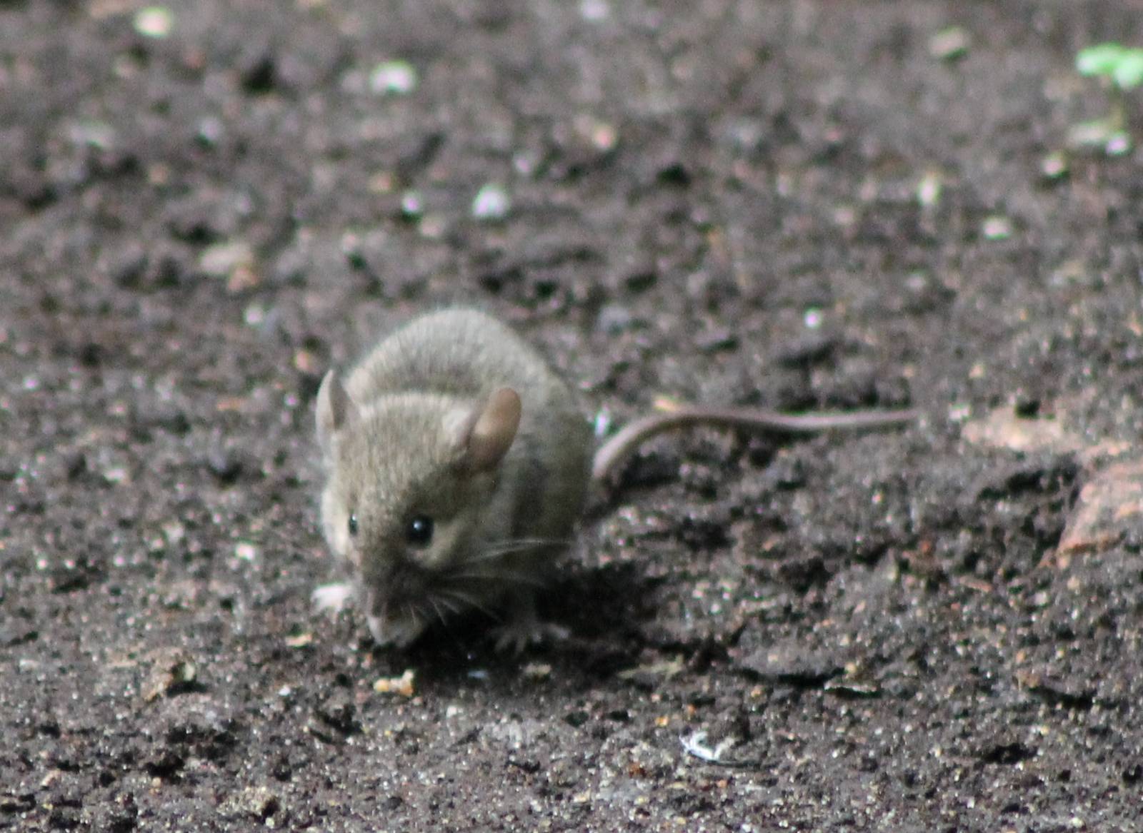 Wild mouse at Rotterdam Zoo
