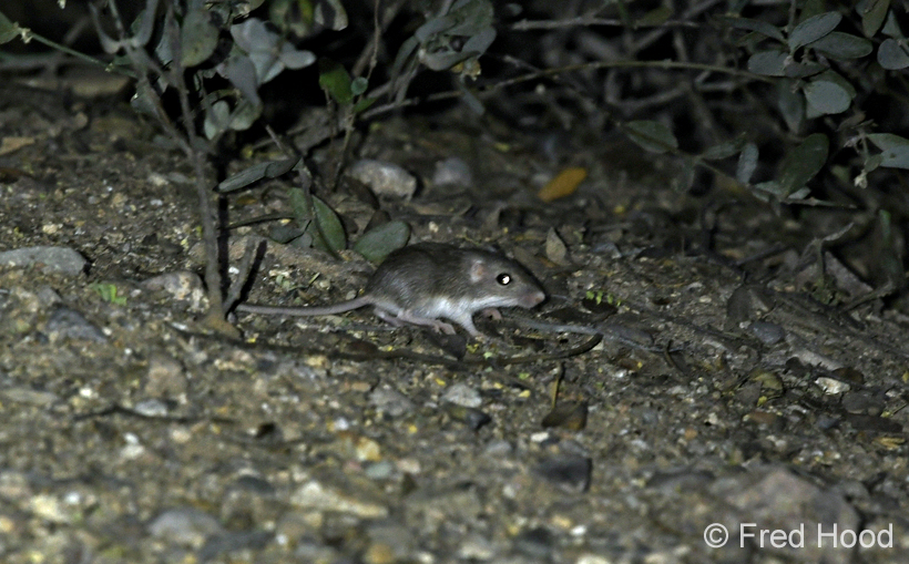 wild mouse (species uncertain)
