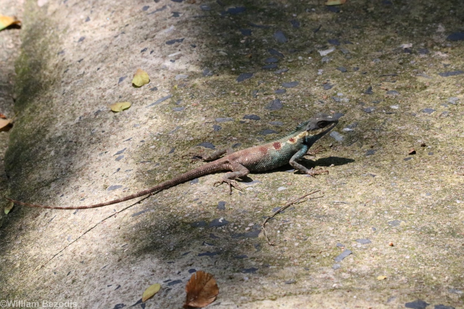 (wild) Moustached Crested Lizard