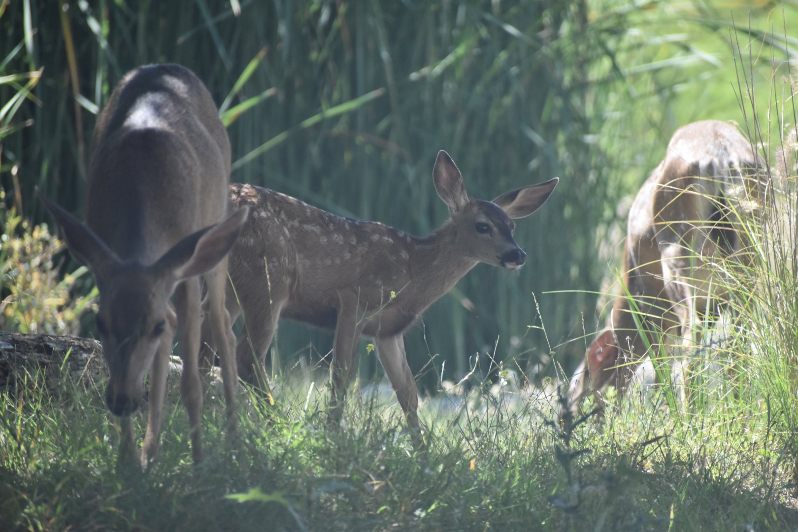 Wild Mule Deer in African Safari