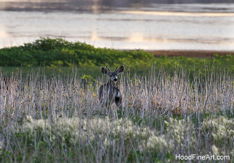 wild mule deer