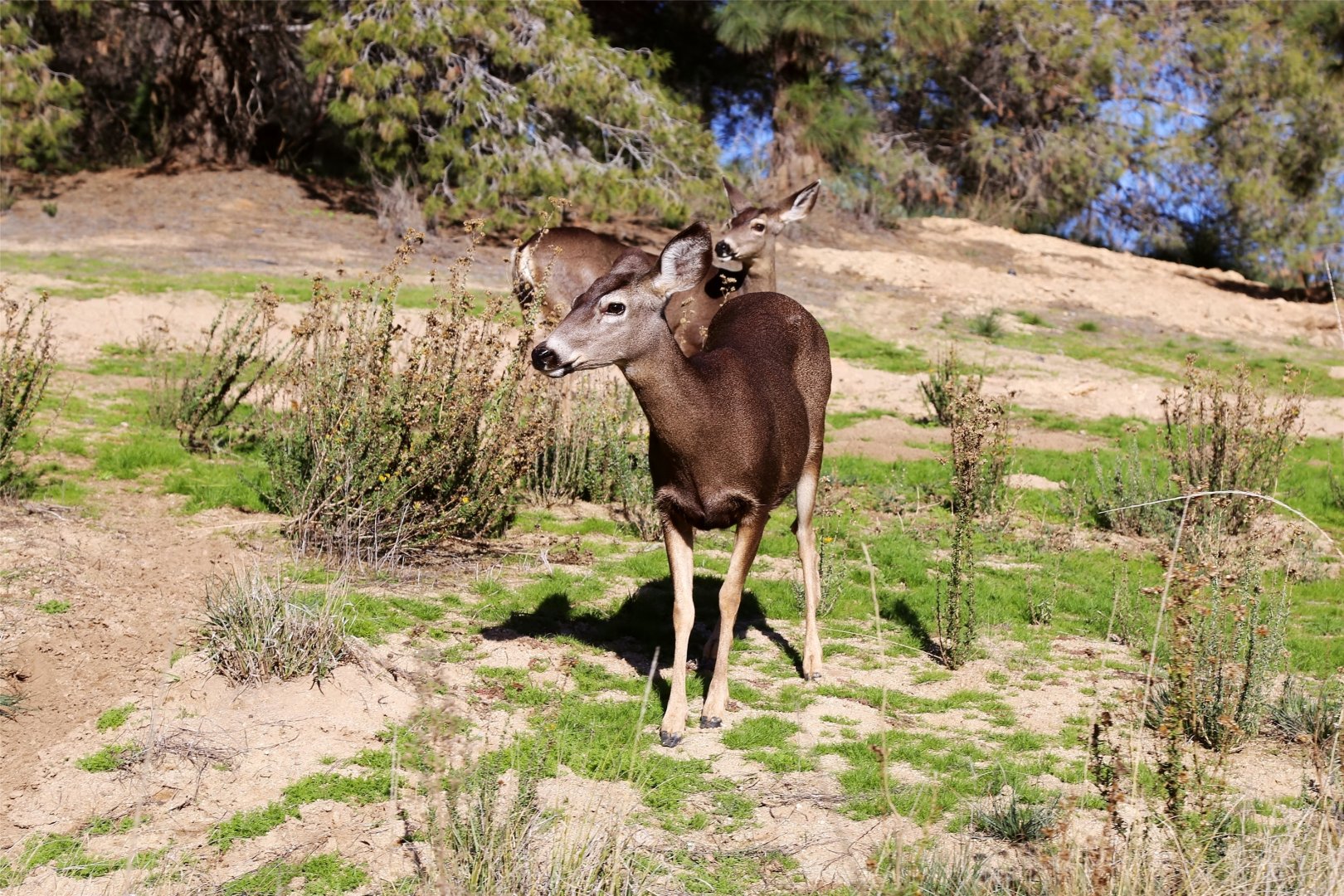 Wild Mule Deer