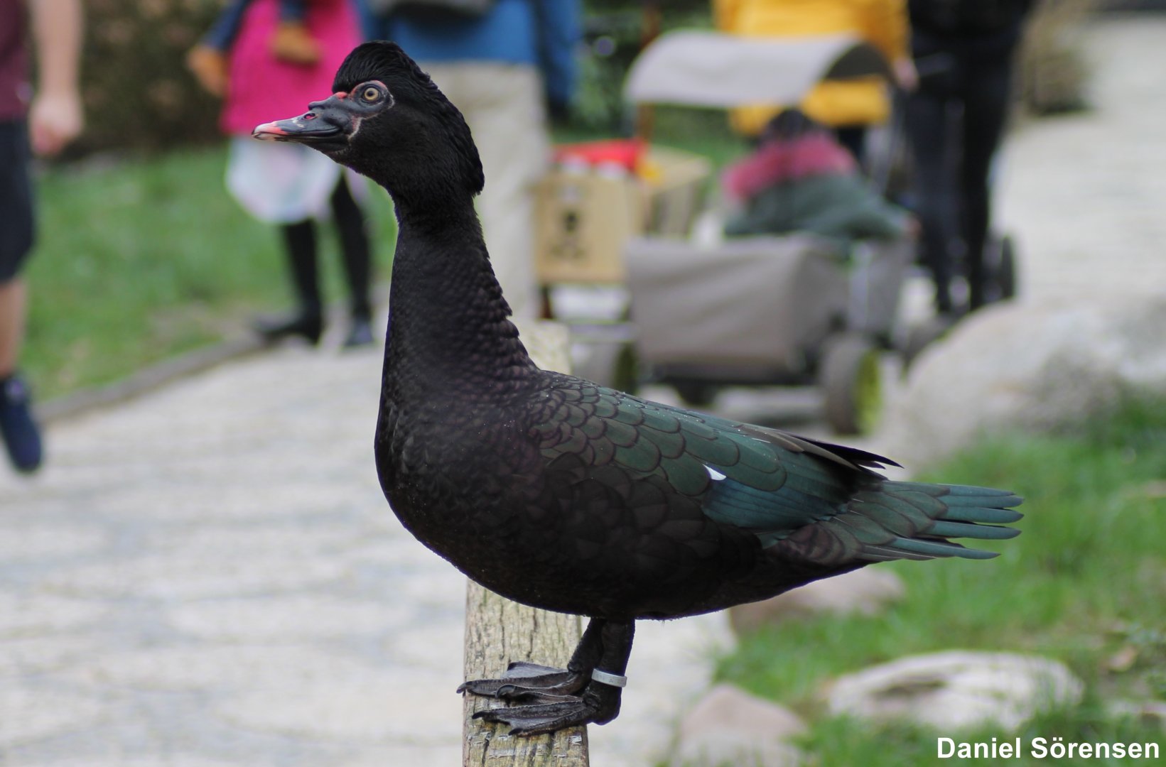 "Wild" Muscovy duck (24/3-19)