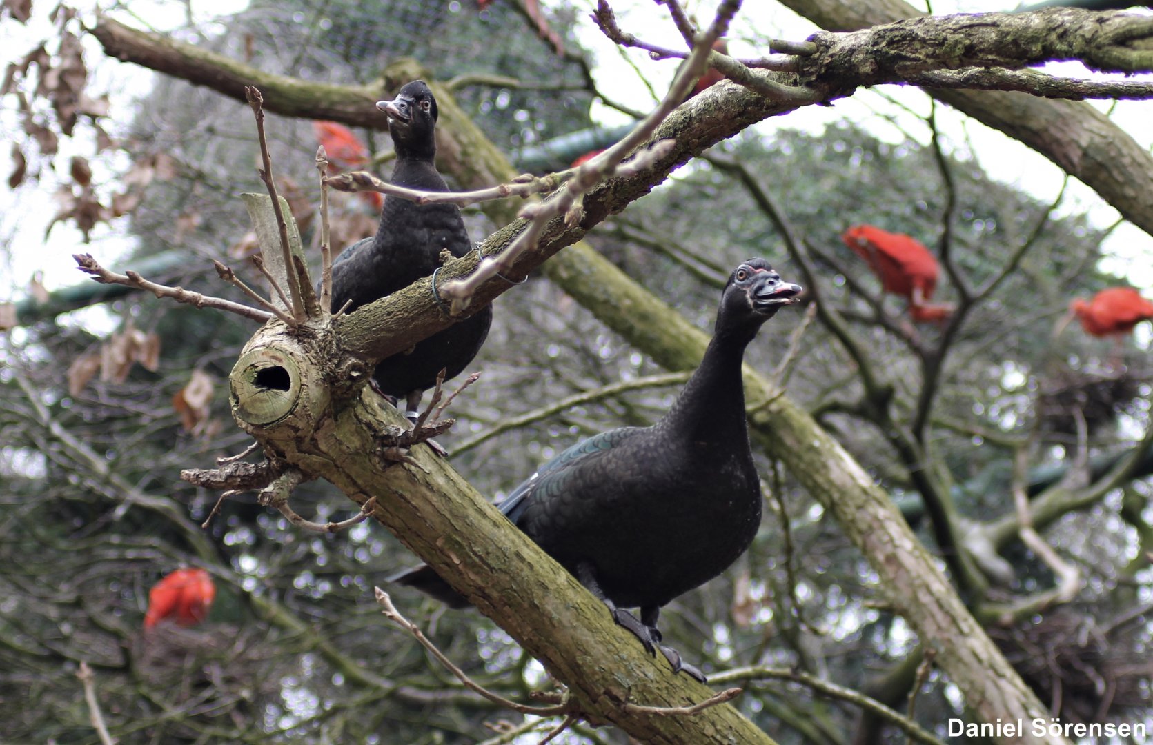 "Wild" Muscovy ducks (24/3-19)