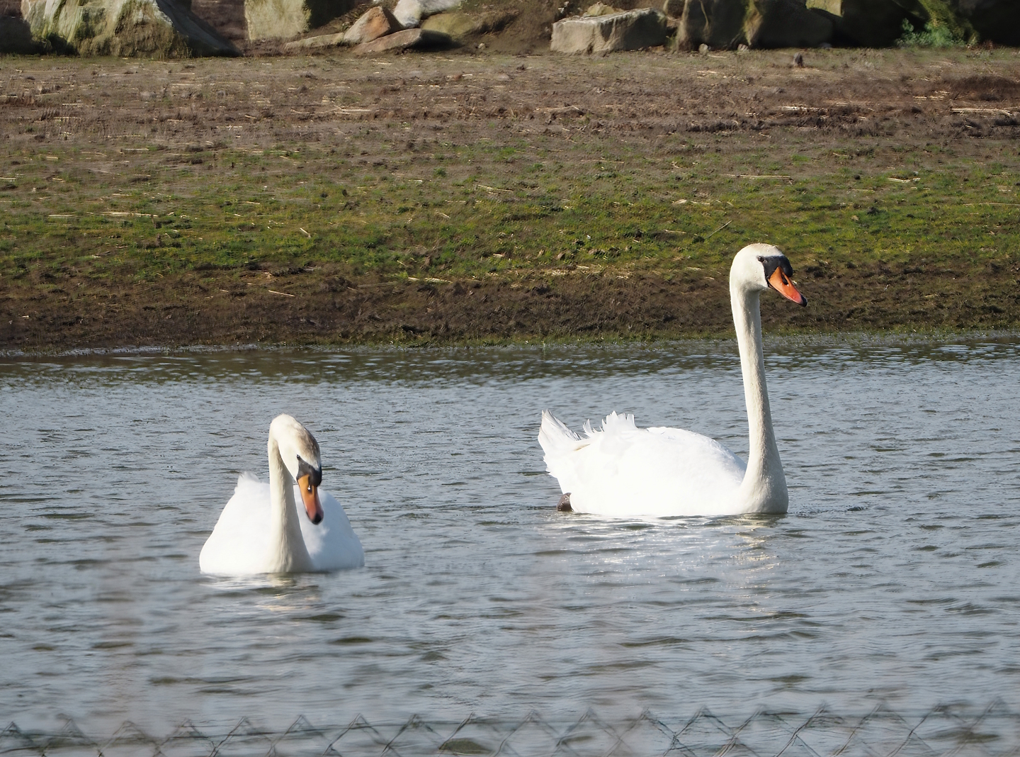 Wild Mute swans (Cygnus olor), 2024-04-06