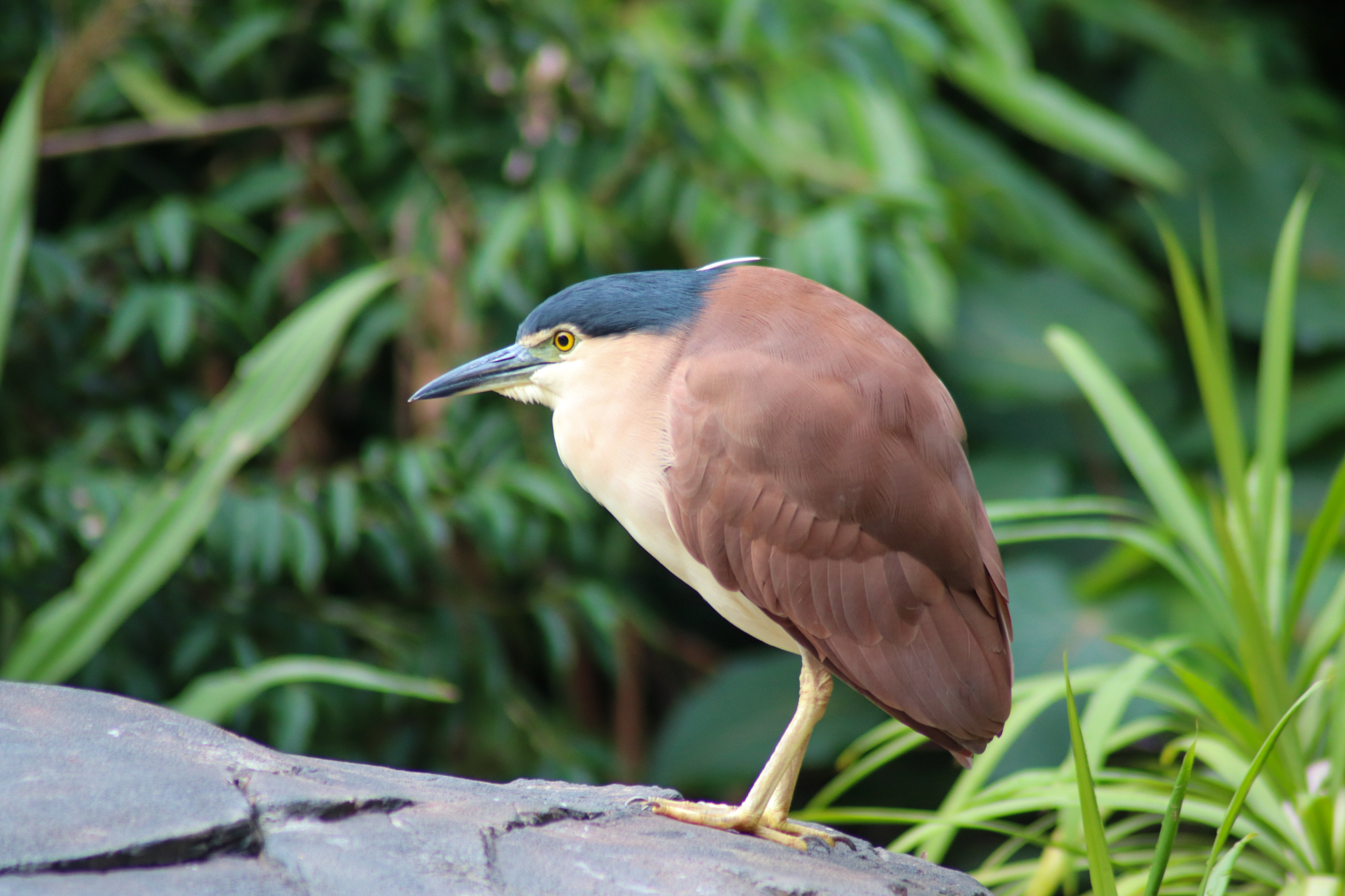 Wild Nankeen Night Heron (Nycticorax caledonicus)