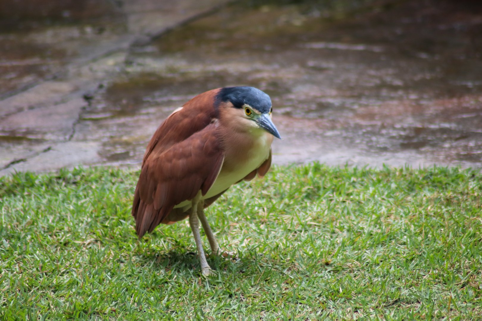 Wild Nankeen Night Heron (Nycticorax caledonicus)