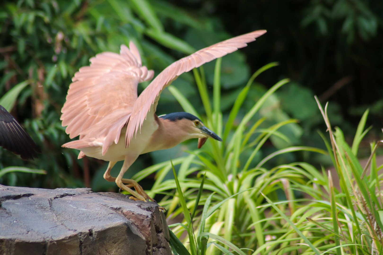 Wild Nankeen Night Heron (Nycticorax caledonicus)