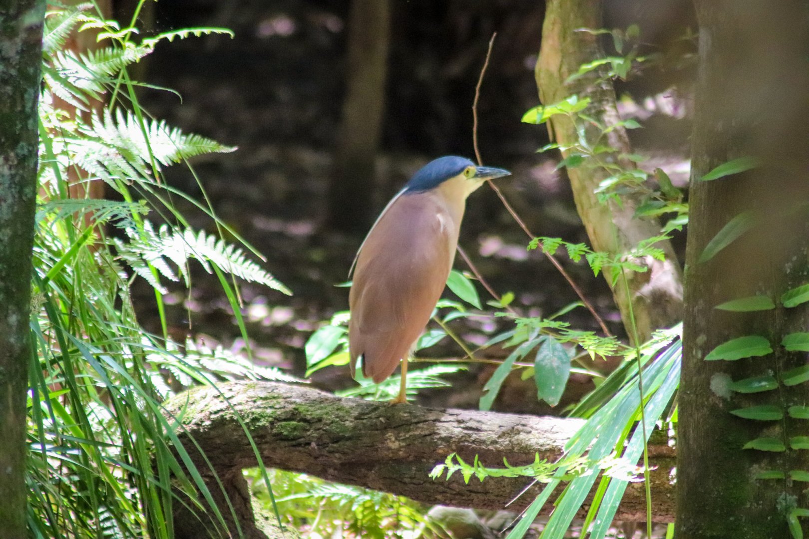 Wild Nankeen Night Heron (Nycticorax caledonicus)