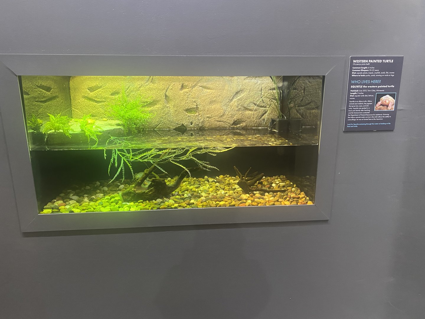 Wild Neighbors - Albino Western Painted Turtle Exhibit