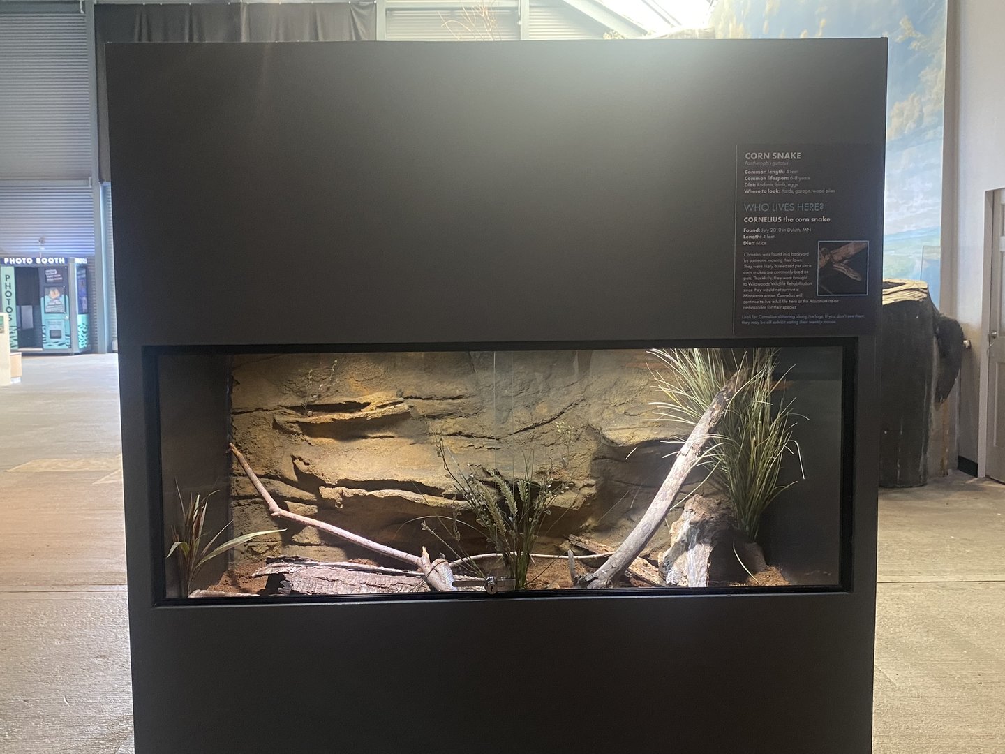 Wild Neighbors - Corn Snake Exhibit