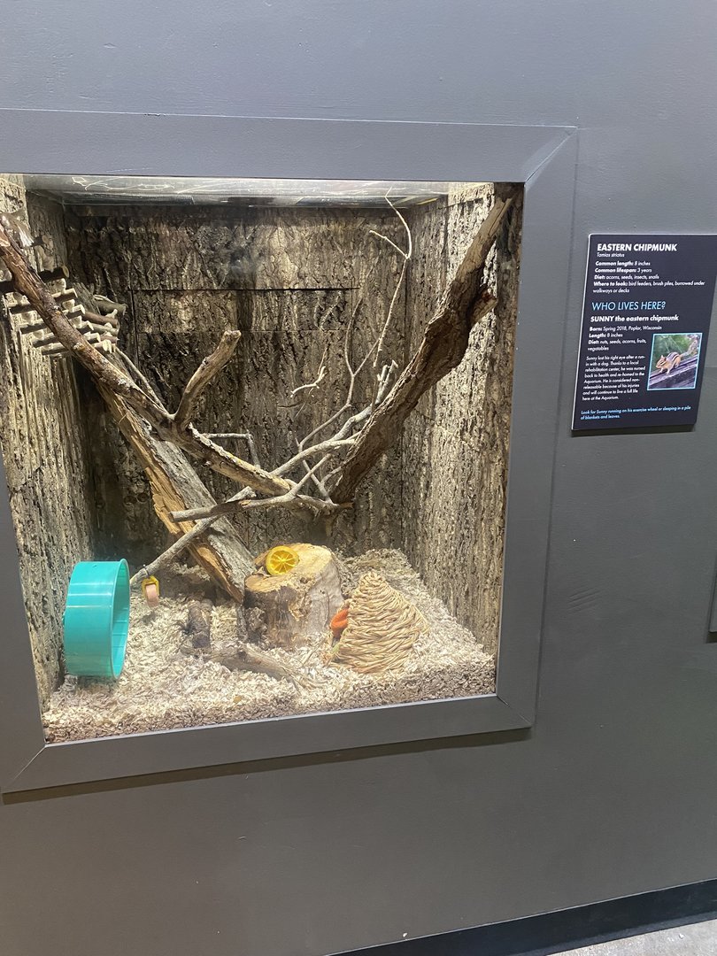 Wild Neighbors - Eastern Chipmunk Exhibit