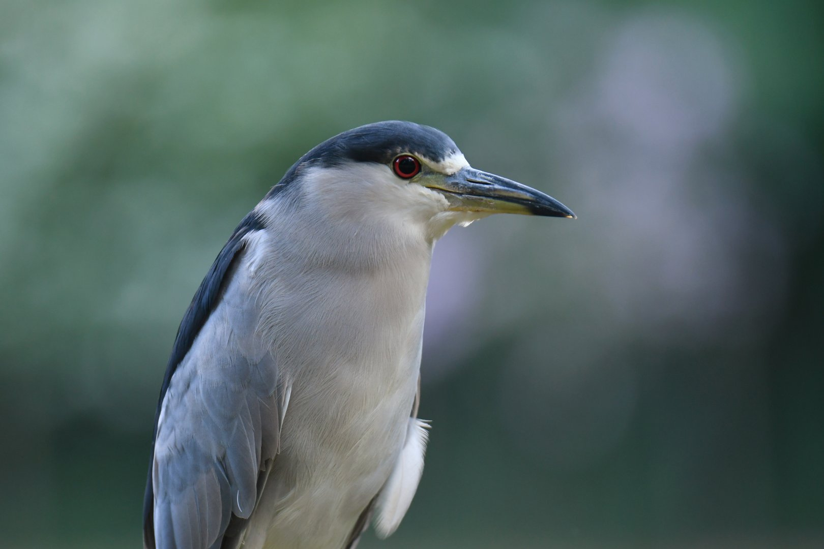Wild night heron (Nycticorax nycticorax)