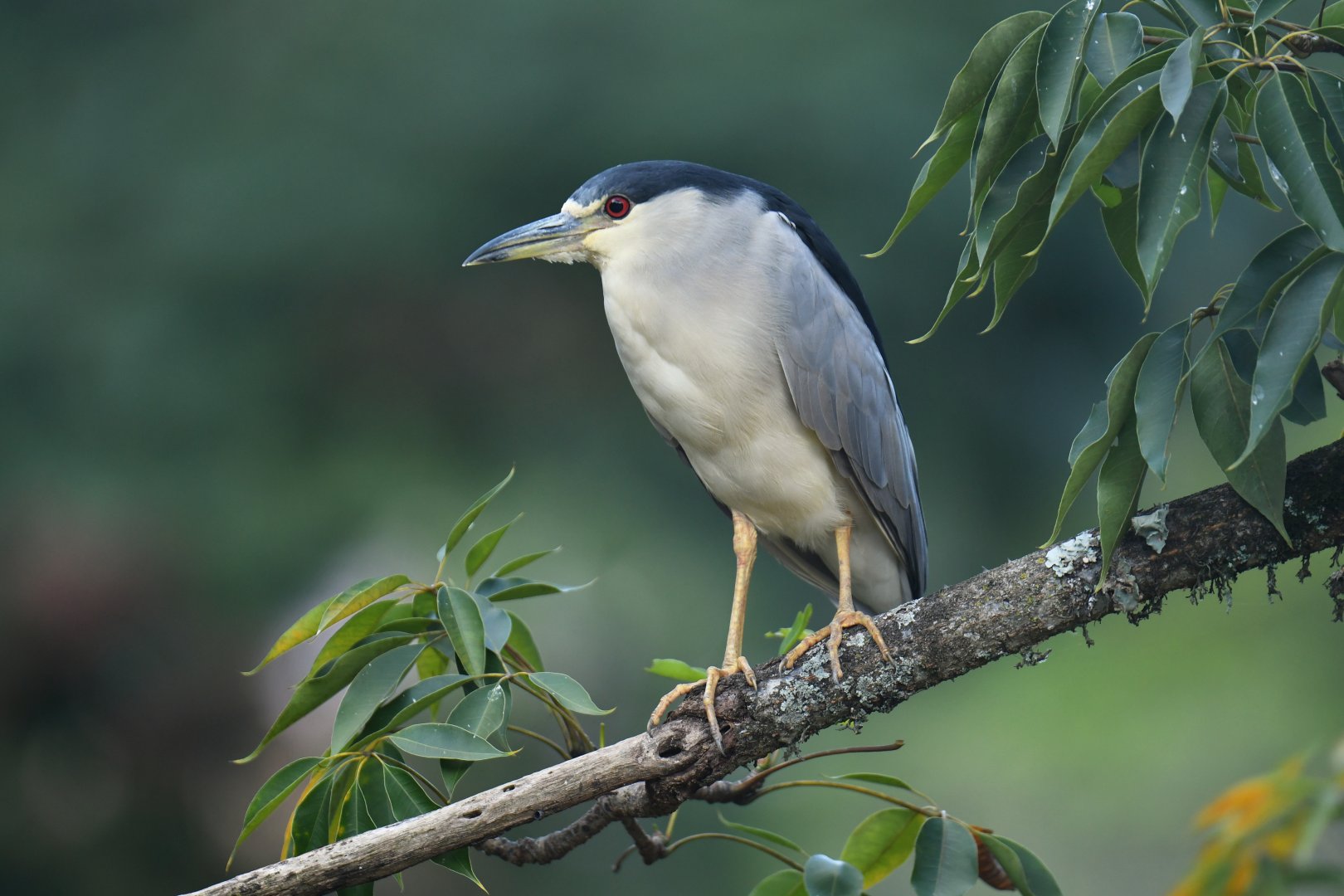 Wild night heron (Nycticorax nycticorax)