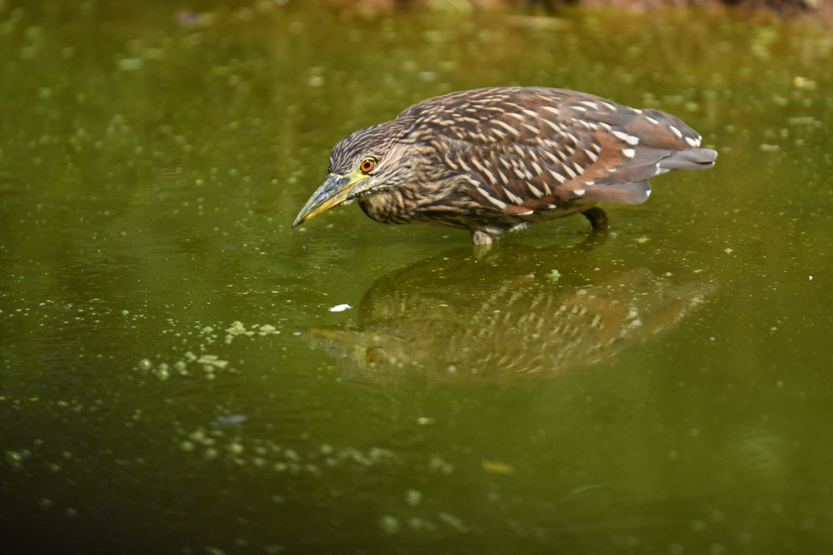 Wild night heron (Nycticorax nycticorax)