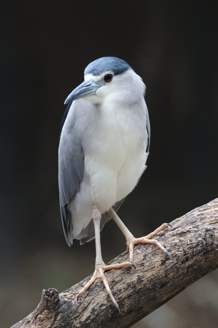 Wild Night heron (Safariworld Bangkok)