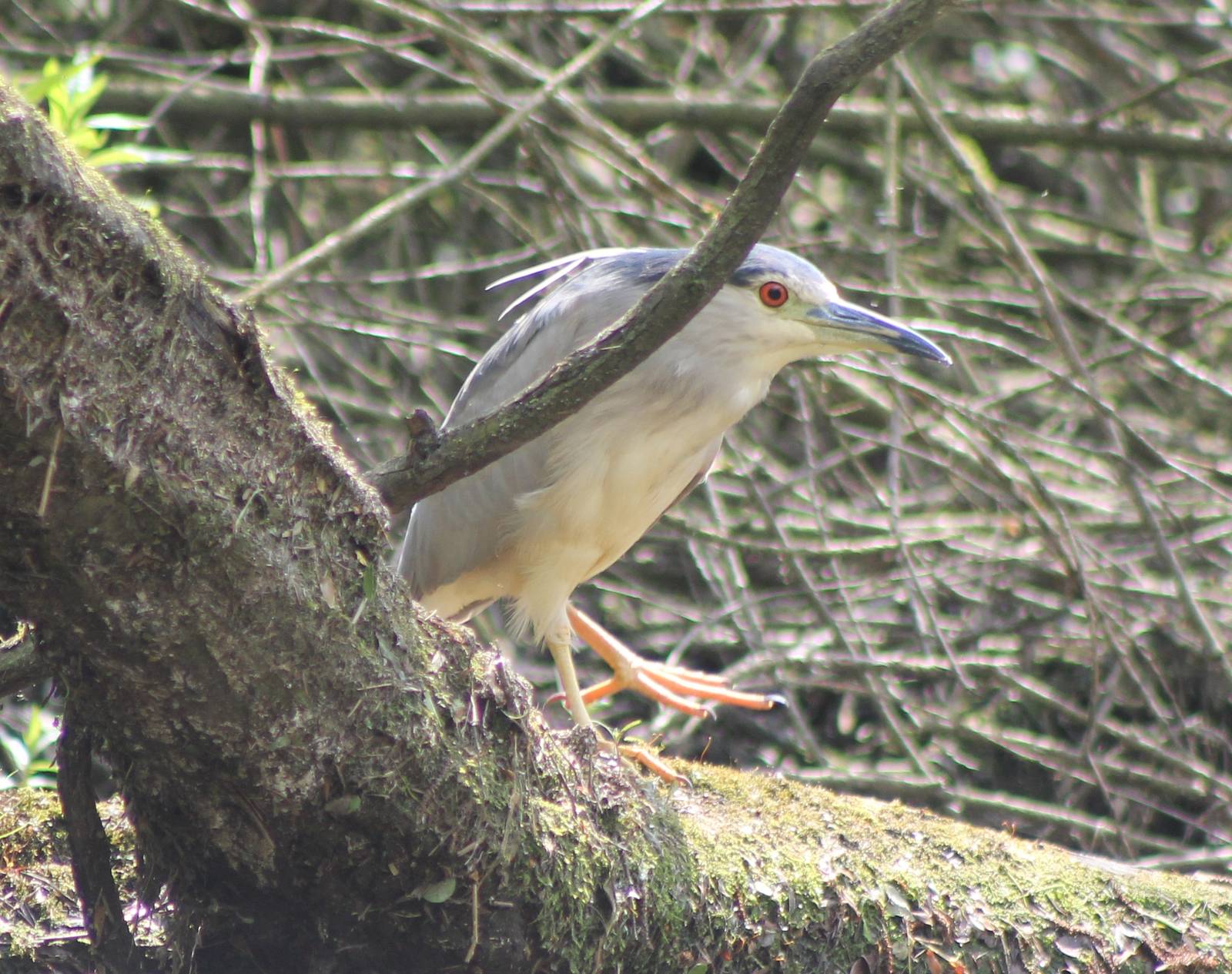 wild night heron
