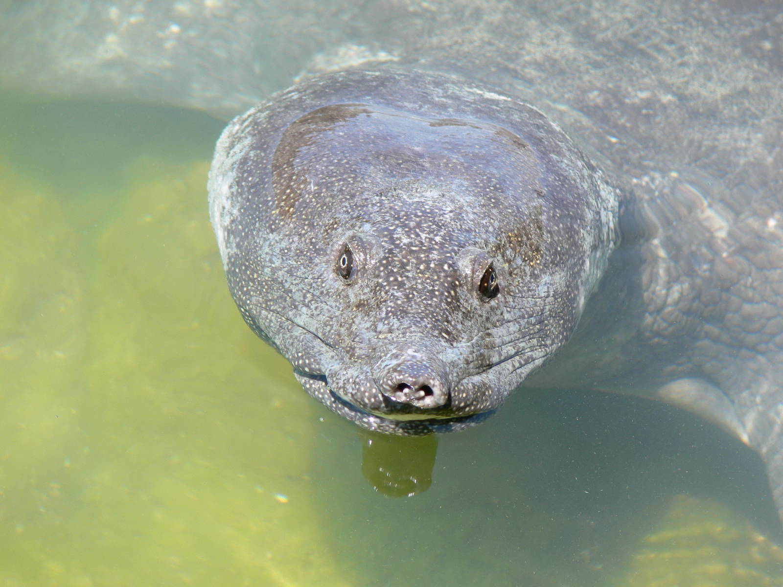 (wild) Nile soft shell Turtle in Dalyan, 25/07/13