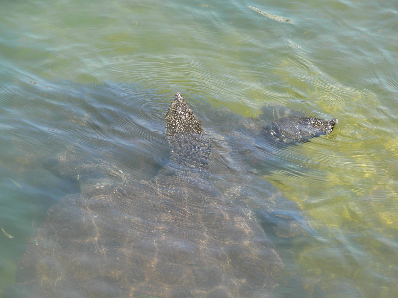 (wild) Nile soft shell Turtles in Dalyan, 25/07/13