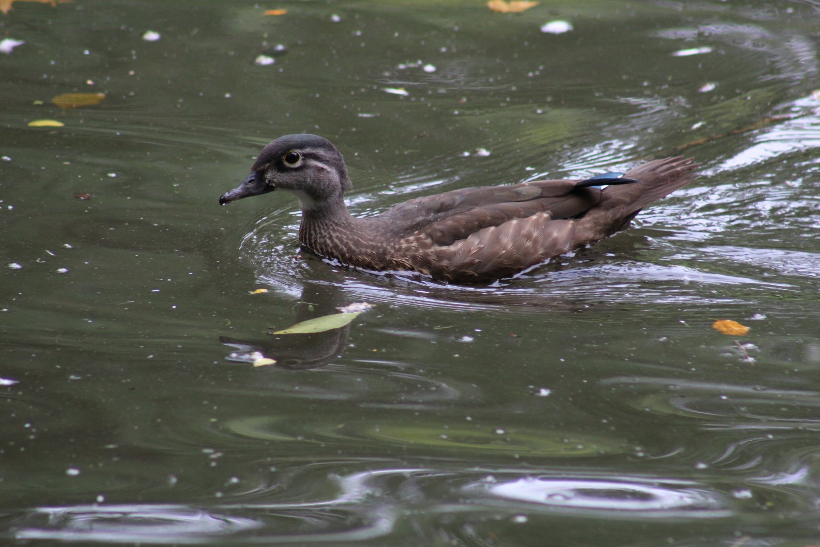 Wild North American Wood Duck