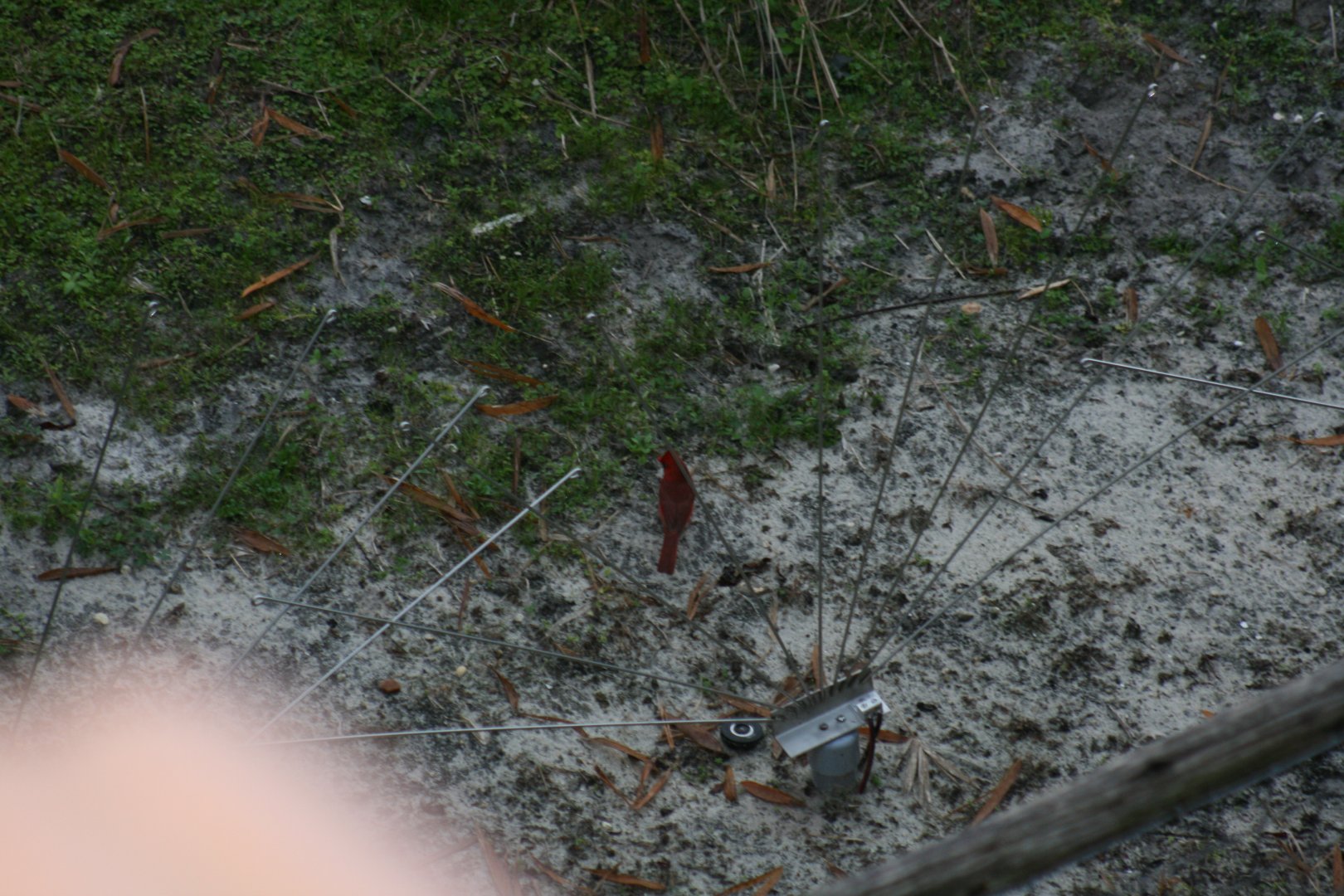 Wild Norther Cardinal(2/16/25)