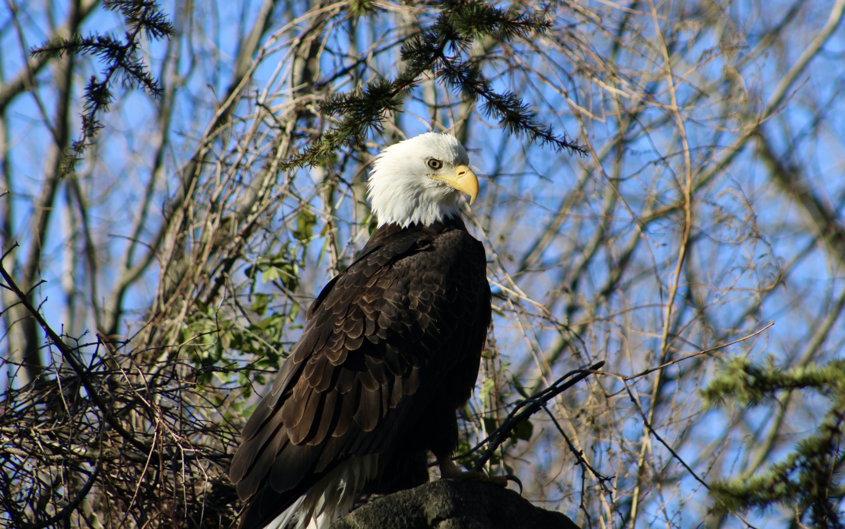 Wild Northern Bald Eagle (Haliaeetus leucocephalus washingtoniensis) in zoo grounds