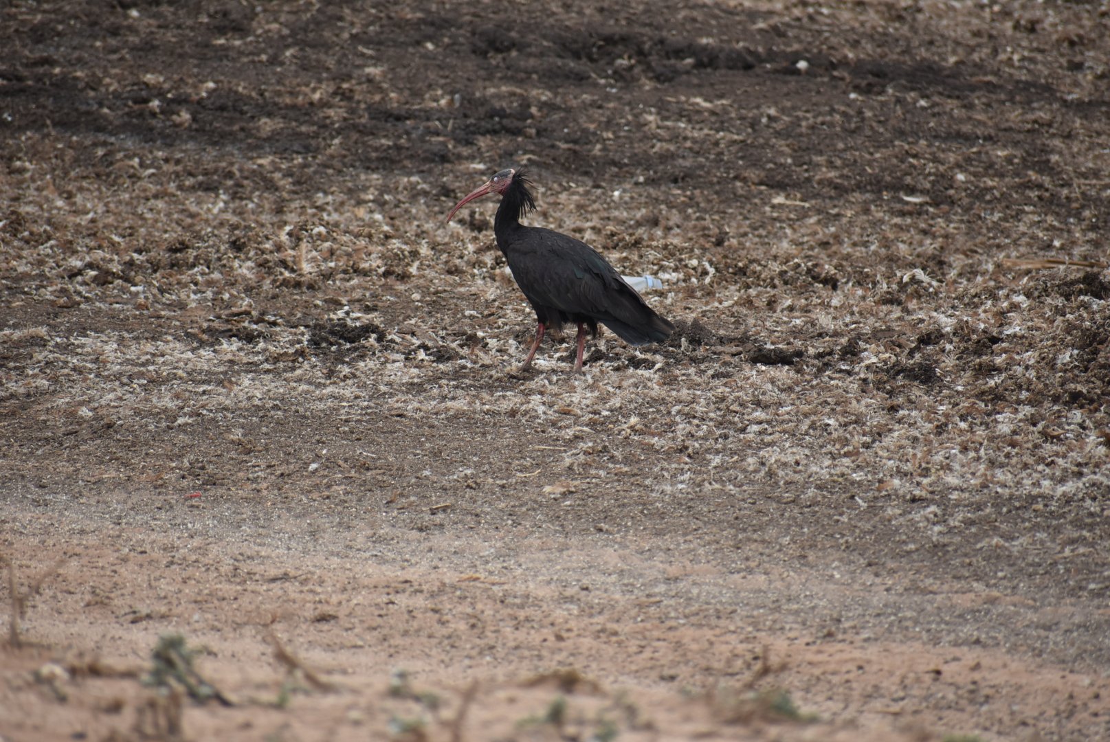 Wild Northern bald ibis - (Souss-Massa National Park)