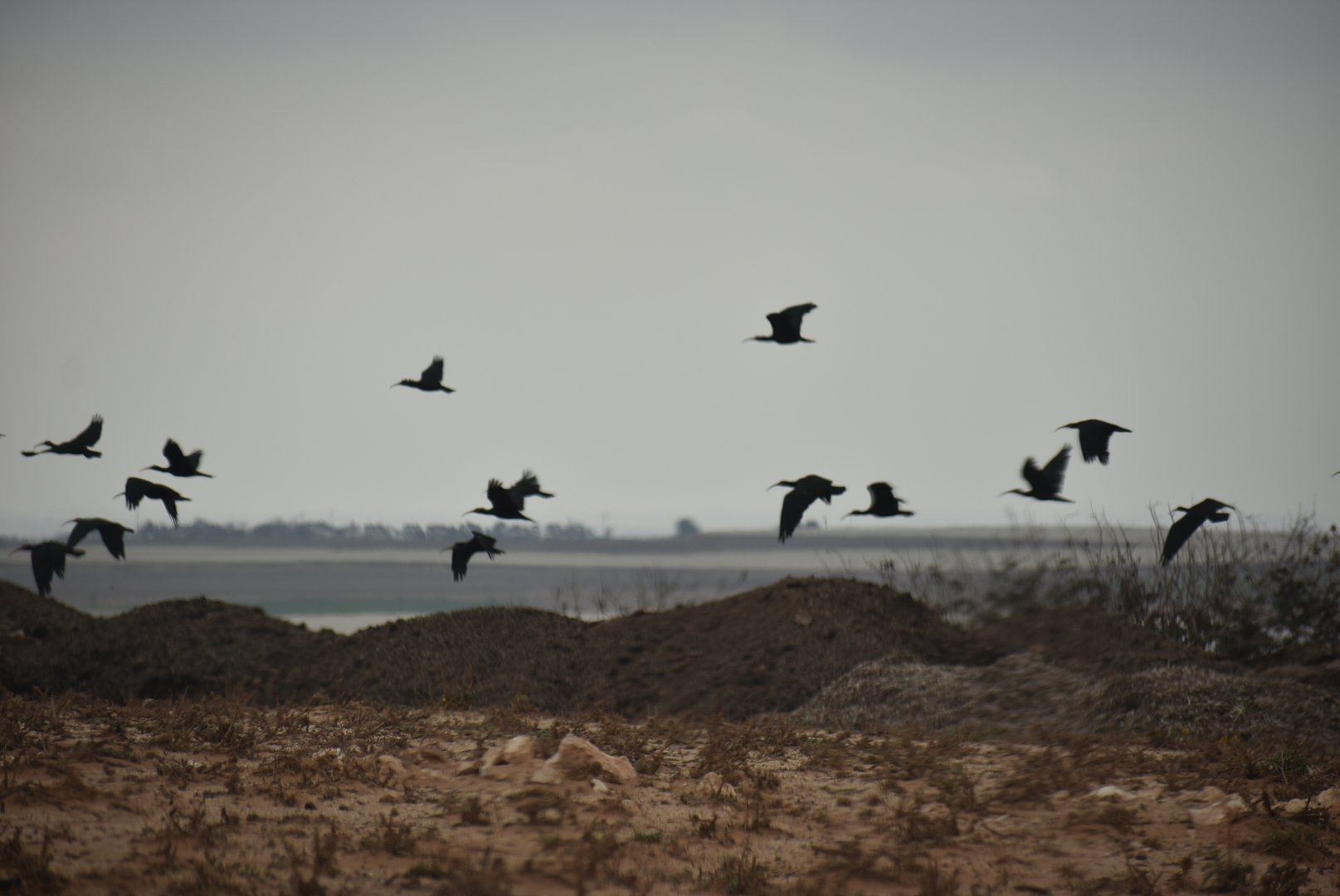 Wild Northern bald ibis - (Souss-Massa National Park)