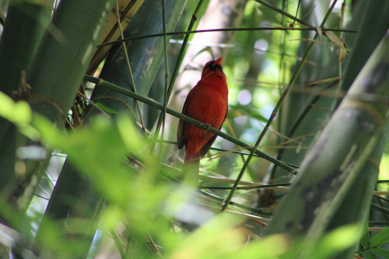 (Wild) Northern Cardinal (Cardinalis cardinalis)