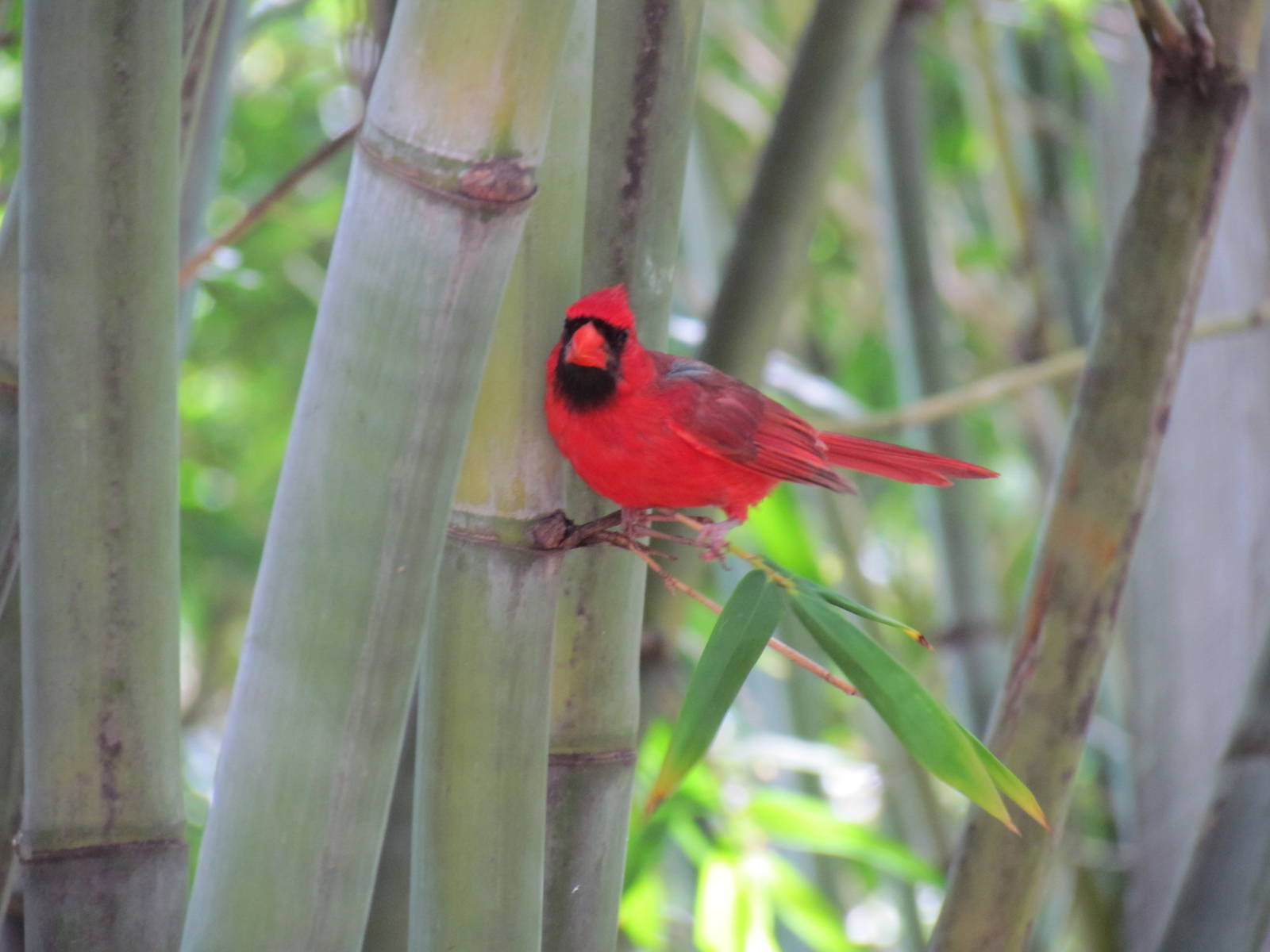 Wild Northern Cardinal