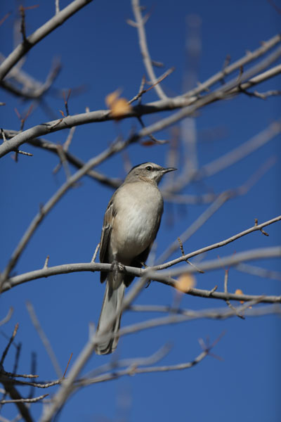 wild northern mockingbird