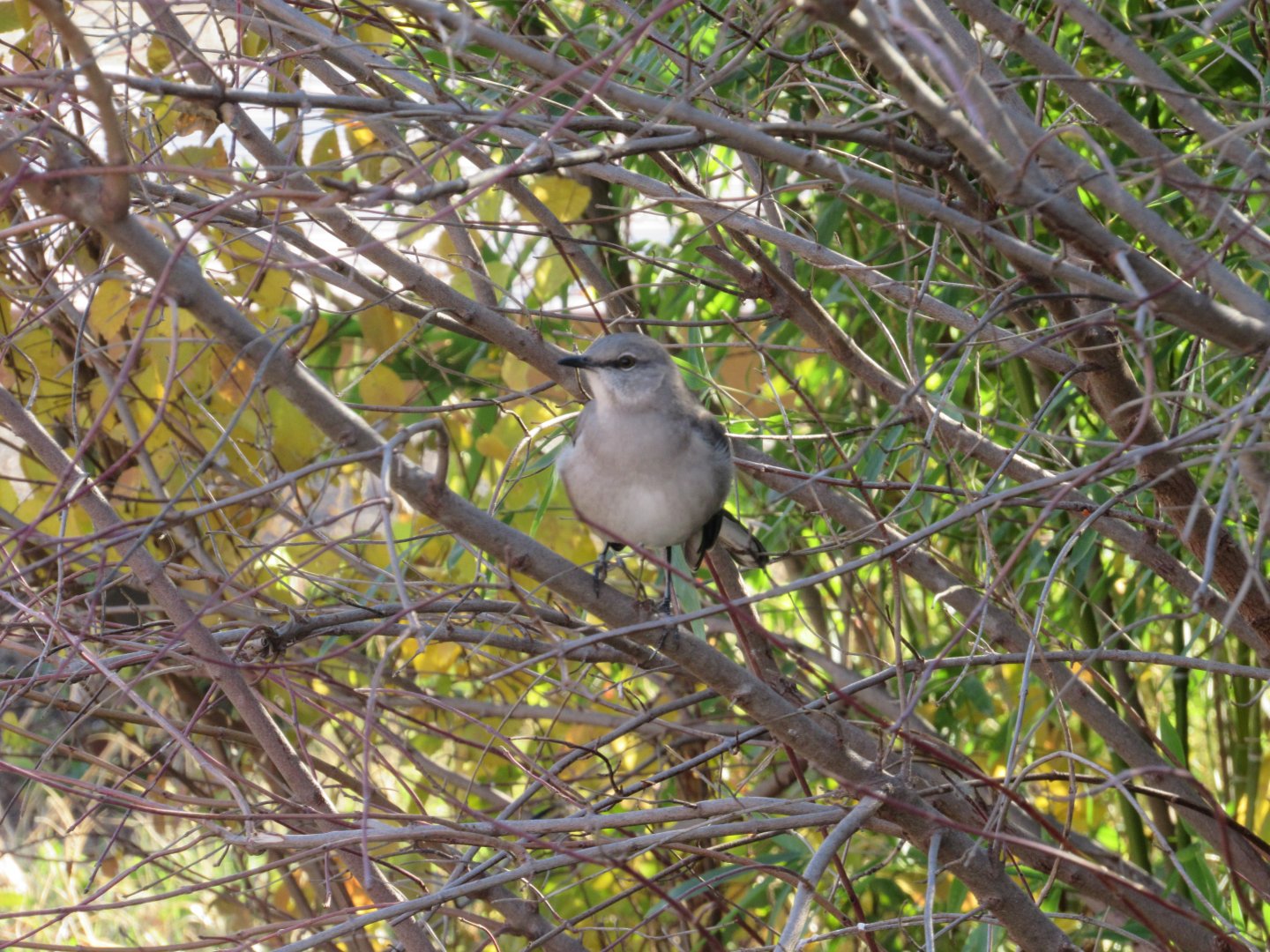 Wild Northern Mockingbird